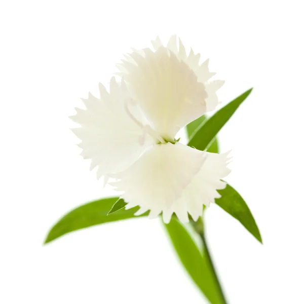 Dianthus 나무 — 스톡 사진