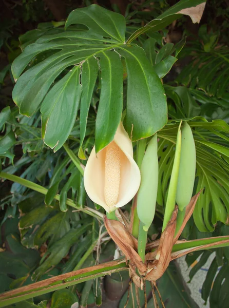 Planta monstera floreciente — Foto de Stock