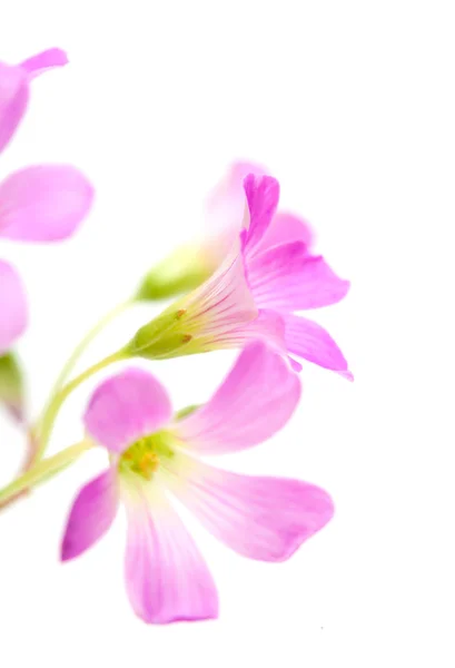 Pink flowers of Oxalis corymbosa — Stock Photo, Image