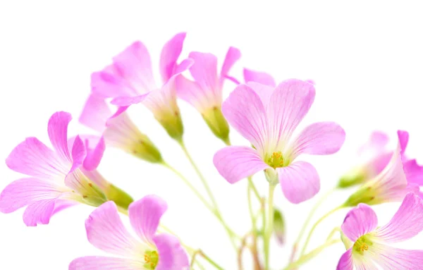 Pink flowers of Oxalis corymbosa — Stock Photo, Image