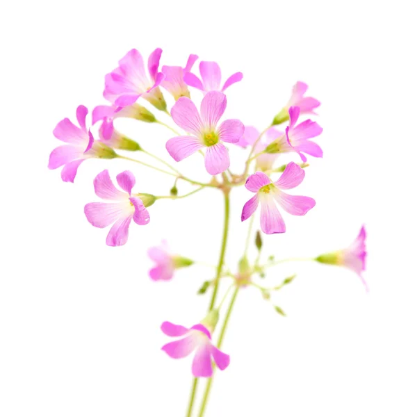 Flores cor de rosa de Oxalis corymbosa — Fotografia de Stock