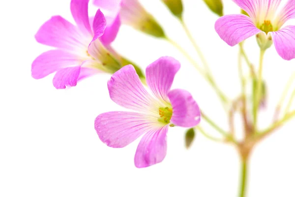 Oxalis corymbosa pembe çiçekler — Stok fotoğraf