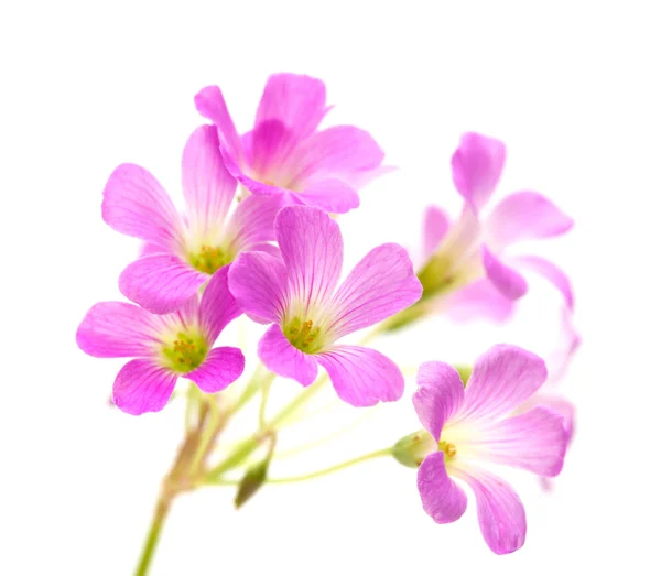 Rózsaszín virágok a oxalis függ a dózis — Stock Fotó