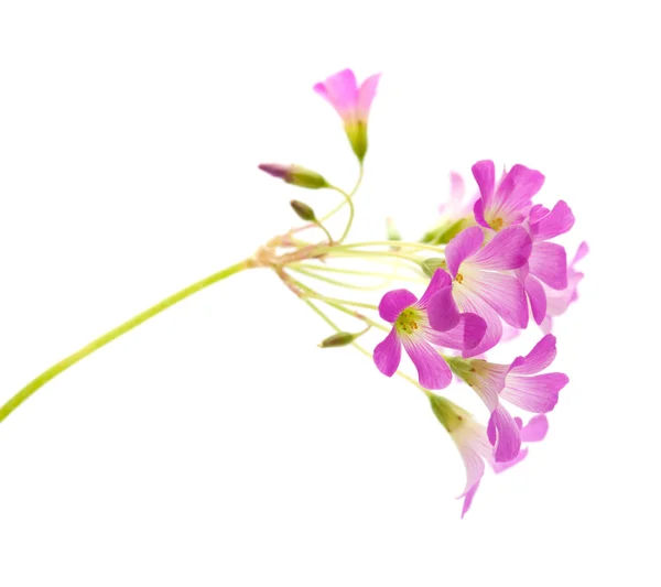 Rosa Blüten von oxalis corymbosa — Stockfoto