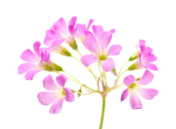 Růžové květiny oxalis corymbosa — Stock fotografie