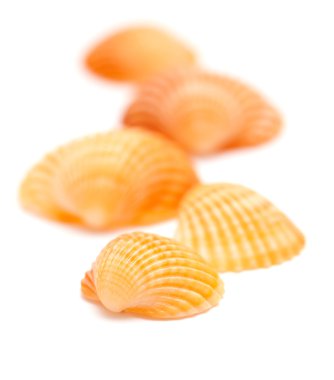 Cockle kabukları