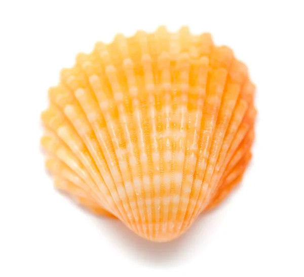 Cockle shells — Stock Photo, Image