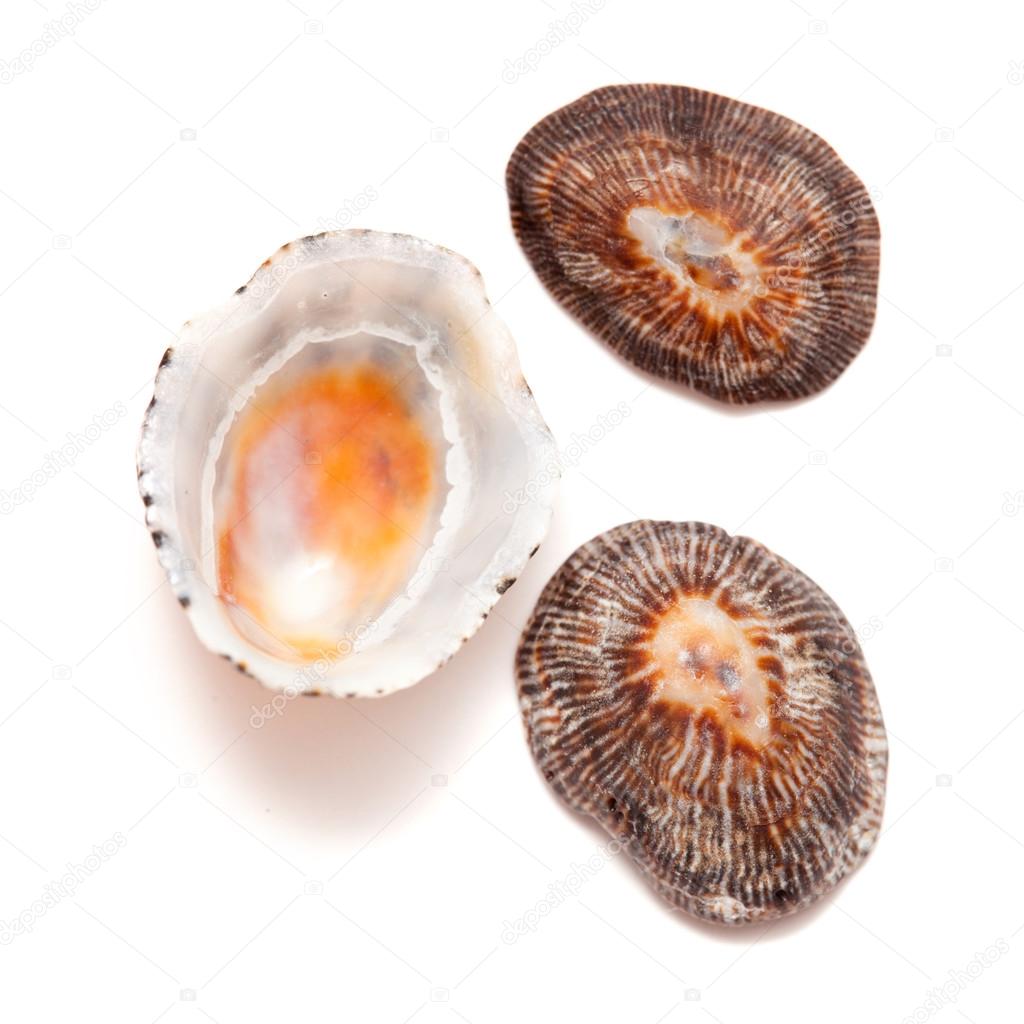 limpet shells isolated on white