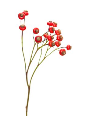 bunch of rose hips isolated clipart