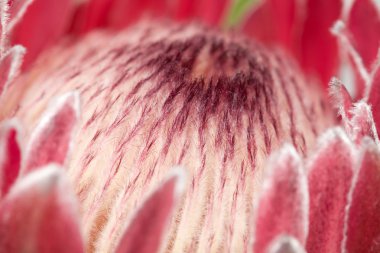 pink protea macro background clipart