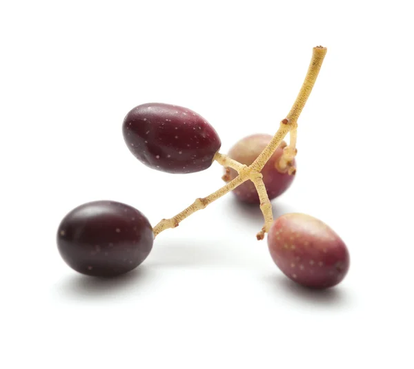 Small branches with ripening olives isolated on white background — Stock Photo, Image