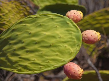 ripening fruit of Opuntia ficus-indica clipart