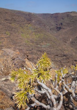Barranco de guayadeque uçurumu, gran canaria