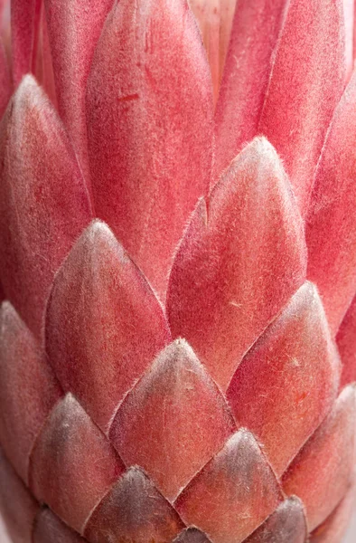 Protea makro pembe arka plan — Stok fotoğraf