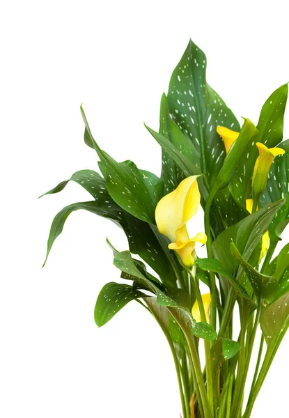 Planta cala amarilla —  Fotos de Stock