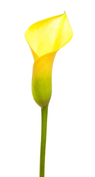 Sarı calla — Stok fotoğraf