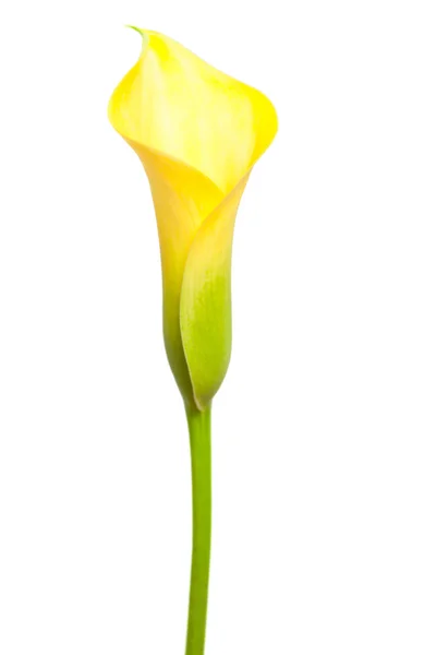 Sárga calla — Stock Fotó