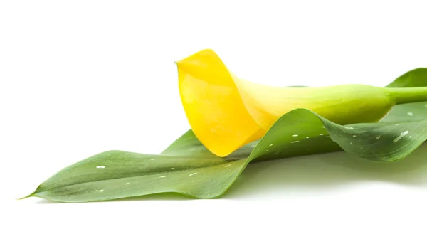 Calla amarilla — Foto de Stock