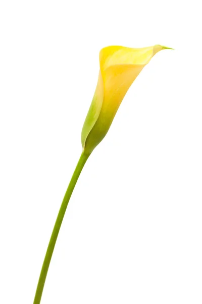 Calla kuning — Stok Foto