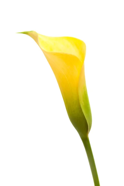 Gul calla — Stockfoto