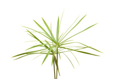 Papirüs bitki üzerinde beyaz izole