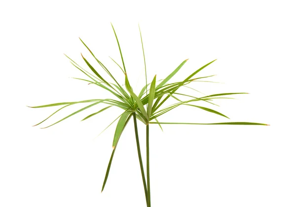 Papyrus plant isolated on white — Stock Photo, Image