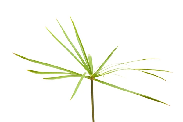 Papyrus plant isolated on white — Stock Photo, Image