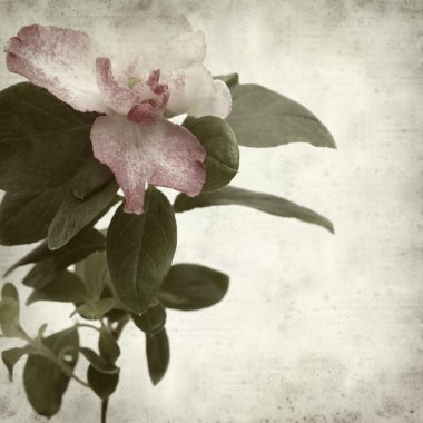 desenli eski kağıt arkaplan  