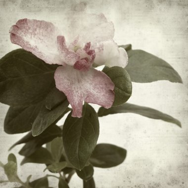 desenli eski kağıt arkaplan  