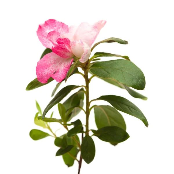 Azalea rosa isolata su sfondo bianco — Foto Stock