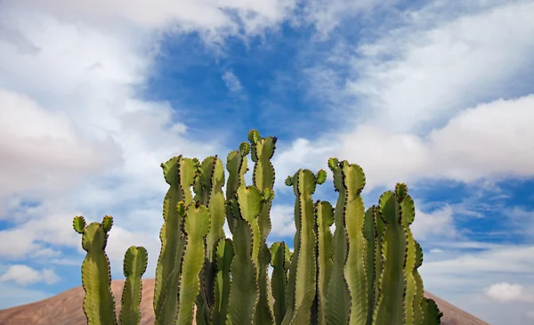 Planta de euforbia — Foto de Stock