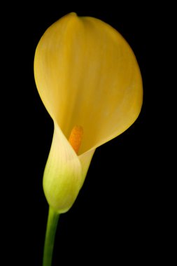 Sarı calla lily islolated siyah