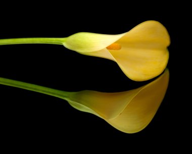 Sarı calla lily islolated siyah