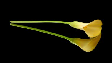 Sarı calla lily islolated siyah