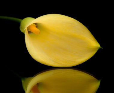 Sarı calla lily islolated siyah