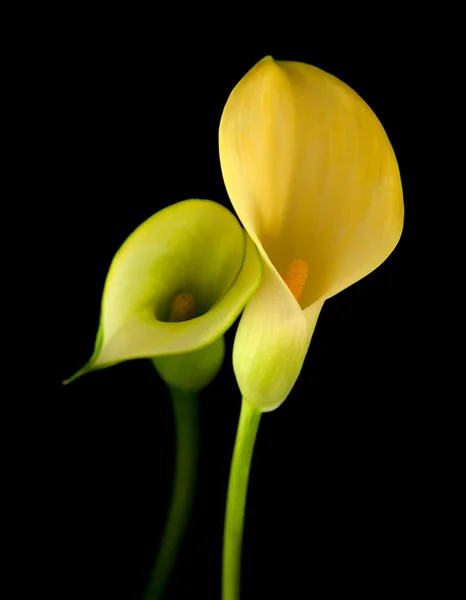 Lírio calla amarelo islolado em preto — Fotografia de Stock