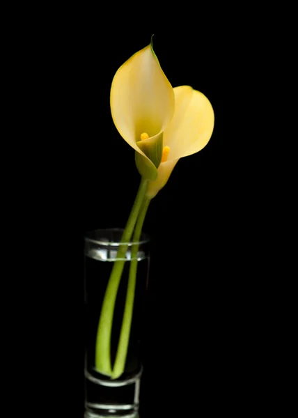 Lirio amarillo calla islolado sobre negro — Foto de Stock