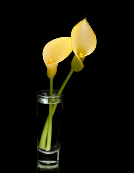 Lirio amarillo calla islolado sobre negro — Foto de Stock