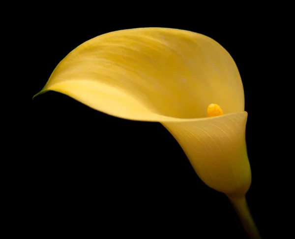 Calla lily kuning dikislolasi pada hitam — Stok Foto
