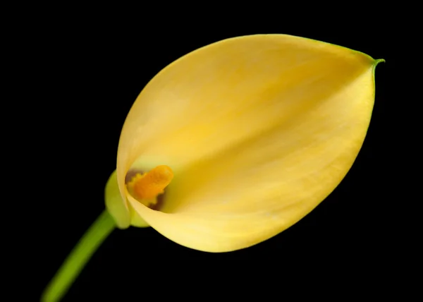 Lírio calla amarelo islolado em preto — Fotografia de Stock