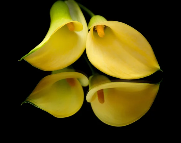 Lirio amarillo calla islolado sobre negro — Foto de Stock