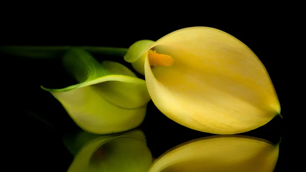 Gialla gialla calla isolata su nero — Foto Stock