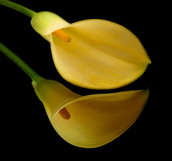 Lírio calla amarelo islolado em preto — Fotografia de Stock