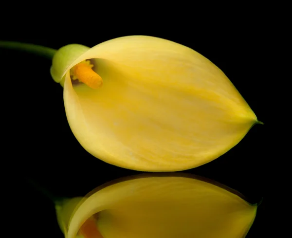 Lírio calla amarelo islolado em preto — Fotografia de Stock