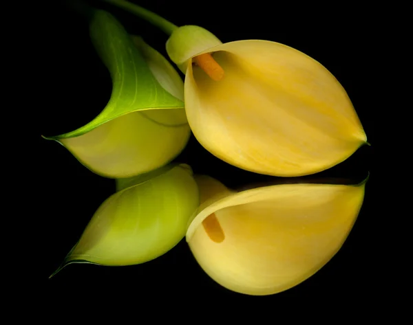 Żółty calla lily islolated na czarno — Zdjęcie stockowe