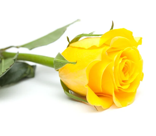 Yellow rose — Stock Photo, Image