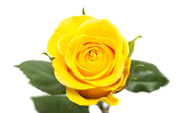 Yellow rose isolated — Stock Photo, Image