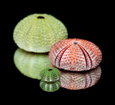 Deniz kestanesi iskeletler üzerinde siyah ayna