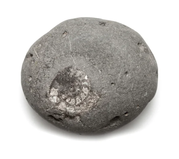 Guijarro gris con amonita incrustada — Foto de Stock