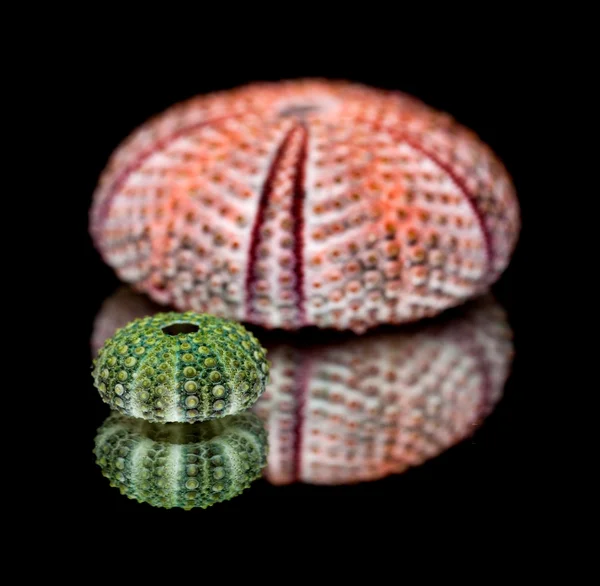 Sea urchin skeletons on black mirror — Stock Photo, Image